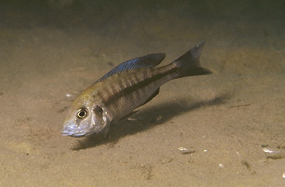 Protomelas annectens 'Chembe Beach'
